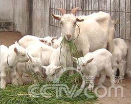 海門小山羊 海門小山羊