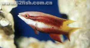 古巴三色龍魚 古巴三色龍魚