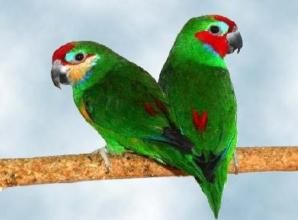 雙眼無花果鸚鵡