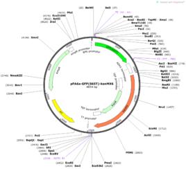 載體結合法 載體結合法