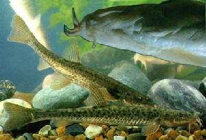 穗唇須鰍 穗唇須鰍