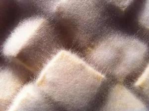 無根根霉 無根根霉