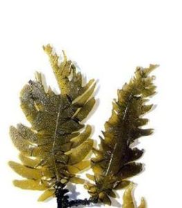 岩藻黃質 岩藻黃質