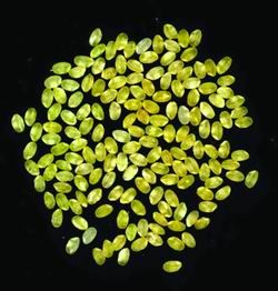 黃金大米 黃金大米