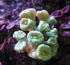 綠叉枝幹星珊瑚 綠叉枝幹星珊瑚