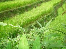 老龍田村 老龍田村