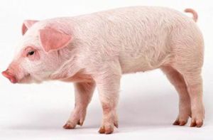 軍牧1號白豬 軍牧1號白豬