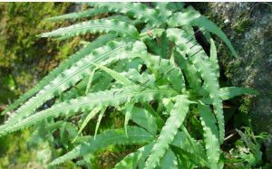 大頁井口邊草 大頁井口邊草