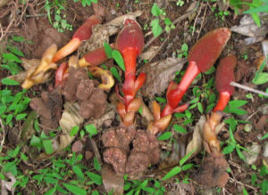 印度蛇菰 印度蛇菰