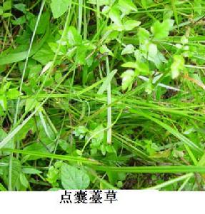 點囊薹草