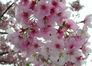 大島櫻花 大島櫻花