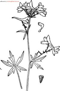 細須翠雀花 細須翠雀花