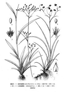 散序地楊梅(原變種) 散序地楊梅(原變種)