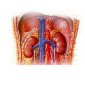 先天性腎上腺增生症 先天性腎上腺增生症