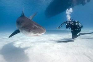 低鰭真鯊 低鰭真鯊