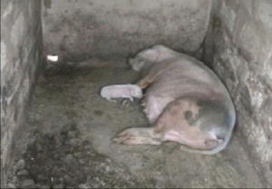 豬狂犬病 豬狂犬病