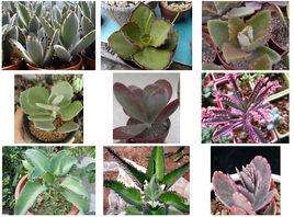 伽藍菜屬 伽藍菜屬