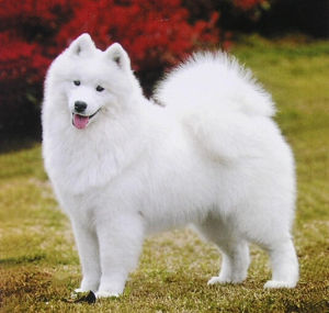 薩莫耶德犬 薩莫耶德犬