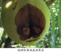 桃樹紅腐病 桃樹紅腐病