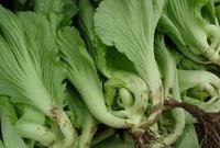 茂名水東芥菜 茂名水東芥菜