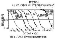 脫氧核糖核酸重複順序 脫氧核糖核酸重複順序