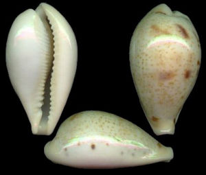 蔻女寶螺 蔻女寶螺