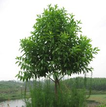 印度檀香樹