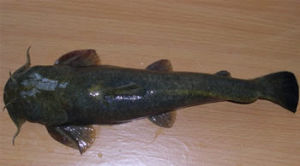 黑斑原鮡 黑斑原鮡