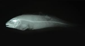 單斑新鼬魚 單斑新鼬魚