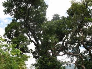 者古巴村 者古巴村