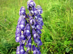 興安烏頭 興安烏頭