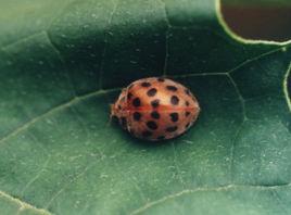 二十八星瓢蟲 二十八星瓢蟲