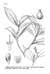 卵苞山礬 卵苞山礬