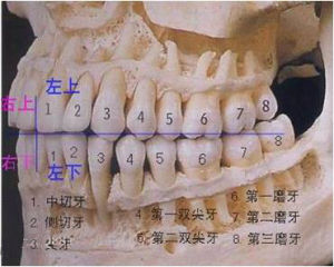 牙位4