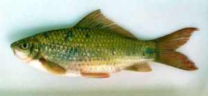 哈氏紋唇魚 哈氏紋唇魚