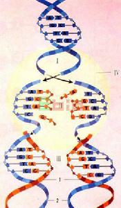 DNA複製[DNA雙鏈在細胞分裂以前進行的複製過程]