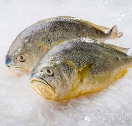 敲梆魚 敲梆魚