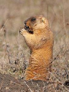 旱獺[旱獺屬代表物種]