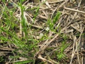 長花百蕊草 長花百蕊草