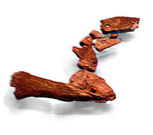 肩膀、肢體及魚鰭