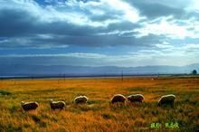抓喜秀龍草原 抓喜秀龍草原