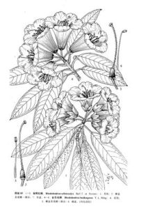 裂萼杜鵑 裂萼杜鵑