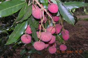 根子荔枝文化旅遊區