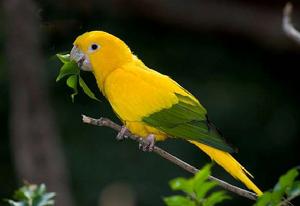 金黃錐尾鸚鵡