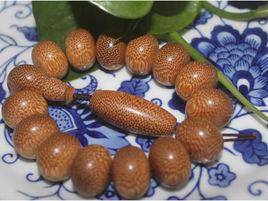 龍血金絲竹 龍血金絲竹