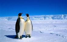 溫血動物：企鵝