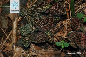 大花斑葉蘭的生境