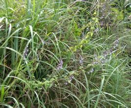 涼山香茶菜 涼山香茶菜