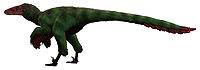 似馳龍（學名Dromaeosauroides）是下白堊紀的一屬恐龍，被認為是屬於馳龍科的。它的化石只有一顆長2.1厘米的牙齒，是在丹麥博恩霍爾姆發現的。 似馳龍的唯一牙齒標本，位於丹麥哥本哈根地質學博物館這顆牙齒呈圓錐狀，往後彎曲，橫剖面成橢圓形。牙齒的前後緣有鋸齒邊緣，牙齒前緣呈高度磨損。根據牙齒的形狀與長度，這顆牙齒位在嘴部前段。根據牙齒鋸齒邊緣的形狀、間隔，可知這顆牙齒屬於馳龍科。模式種是博恩霍爾姆似馳龍（D. bornholmensis），是由佩爾·克里斯坦森（Per Christiansen）及Niels Bonde於2003年描述的，化石是由一位18歲的業餘人士所發現。。似馳龍估計約有3米長。它們可能是下白堊紀歐洲的唯一馳龍科。