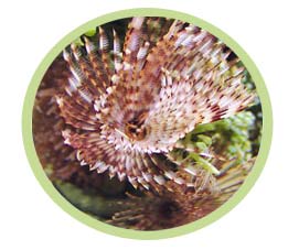 夏威夷羽毛管蟲 夏威夷羽毛管蟲